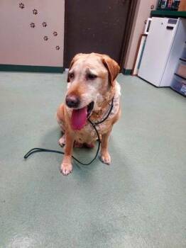 Chessie -  Retriever Dog for Adoption in Williamsport, Pennsylvania - Chessie | PetCurious