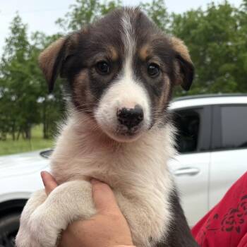 Brittany Spaniel and Great Pyrenees Dogs Available for Adoption in Pittsburg, Kansas - Koko | PetCurious