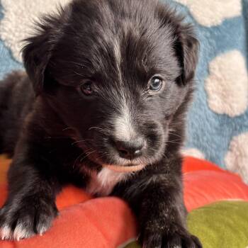 Black Labrador Retriever Dogs Available for Adoption in Andover, Massachusetts - Biscuit Skates ~ Local Girl | PetCurious