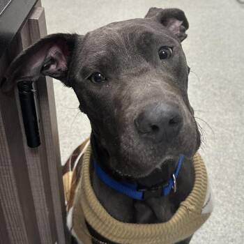 Remy -  Mixed Breed Dog for Adoption in Gainesville, Florida - Remy | PetCurious