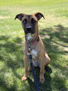 Shepherd and Yellow Labrador Retriever Dogs Available for Adoption in Los Angeles, California - Sedona~ Sweet Bestie | PetCurious