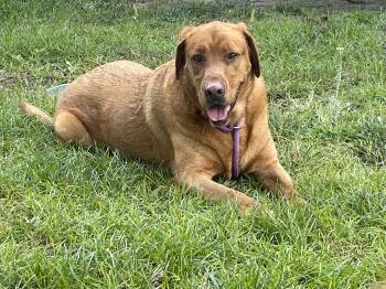 Redford -  Labrador Retriever Dog for Adoption - Redford | PetCurious
