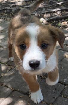Border Collie Dogs Available for Adoption in Homewood, Illinois - Spidey | PetCurious
