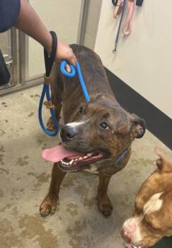 Toffee -  Pit Bull Terrier Dog for Adoption in Cleveland, Ohio - Toffee | PetCurious