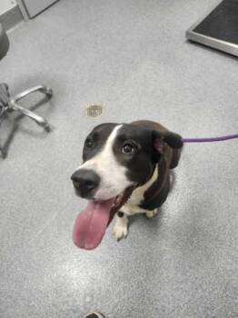 Rescue Pit Bull Terrier Dogs for Adoption in Sevierville, Tennessee - Timber | PetCurious