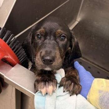 Dan -  Labrador Retriever and Mixed Breed Dog for Adoption in Marshall, Virginia - Dan | PetCurious