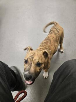 Hound Dogs Available for Adoption in Corpus Christi, Texas - MARBLE | PetCurious