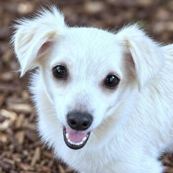 Brie -  Spaniel and Chihuahua Dog for Adoption in Boerne, Texas - Brie | PetCurious