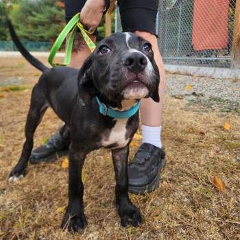 Conrad-Available Soon! -  Boxer Dog for Adoption in Conway, New Hampshire - Conrad-Available Soon! | PetCurious