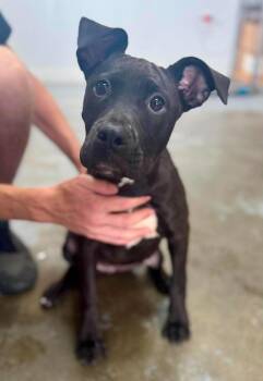Tippy (AVAILABLE 6/29) -  Mixed Breed Dog for Adoption in Leverett, Massachusetts - Tippy (AVAILABLE 6/29) | PetCurious