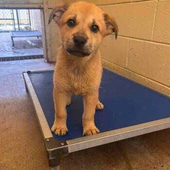 NY Riley avail Jul 3 (Rev250 Patterson NY) -  Shepherd and Mixed Breed Dog for Adoption in Eastford, Connecticut - NY Riley Avail Jul 3 (Rev250 Patterson NY) | PetCurious