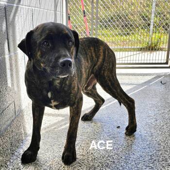 Rescue American Bulldog and Mixed Breed Dogs for Adoption in Madisonville, Tennessee - Ace | PetCurious