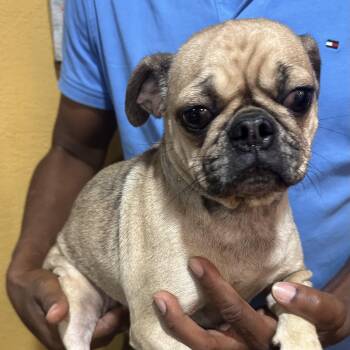Paige - Local October 9-11 -  Pug Dog for Adoption in Brookshire, Texas - Paige - Local October 9-11 | PetCurious