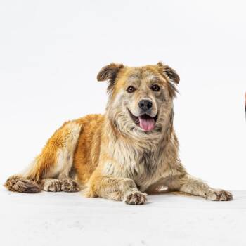 Husky Dogs Available for Adoption in Reno, Nevada - Teddy | PetCurious