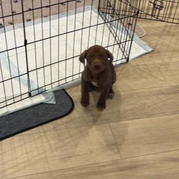 Labrador Retriever Dogs Available for Adoption in Fairfax Station, Virginia - Barney | PetCurious