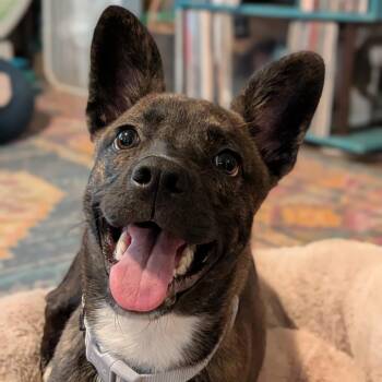 Naomi D68956 -  Plott Hound and Husky Dog for Adoption in Minnetonka, Minnesota - Naomi D68956 | PetCurious