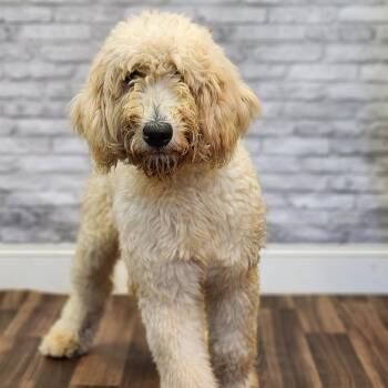 Star -  Golden Retriever and Poodle Dog for Adoption in Montgomery, Alabama - Star | PetCurious