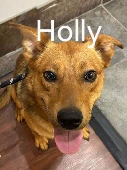 Mixed Breed Dogs Available for Adoption - Holly | PetCurious