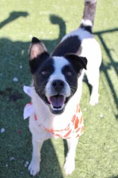 Marty -  Mixed Breed Dog for Adoption in Morgantown, Kentucky - Marty | PetCurious