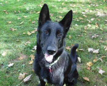 Rescue German Shepherd Dog Dogs for Adoption - Troy | PetCurious