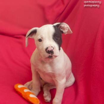 Butch -  Mixed Breed Dog for Adoption in Ridgefield, Connecticut - Butch | PetCurious