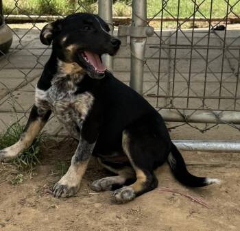 Catahoula Leopard Dog and Labrador Retriever Dogs Available for Adoption in Horn Lake, Mississippi - Molly - Holly’s Litter Of 8 | PetCurious