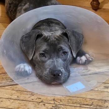 Bethany -  Pit Bull Terrier Dog for Adoption in Chicago, Illinois - Bethany | PetCurious