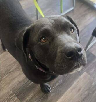 Boo -  Mixed Breed and Labrador Retriever Dog for Adoption in Acworth, Georgia - Boo | PetCurious