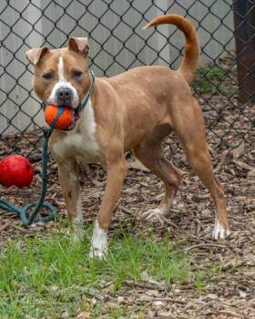 Timber -  Mixed Breed Dog Available for Adoption in Chamblee, Georgia - Timber | PetCurious