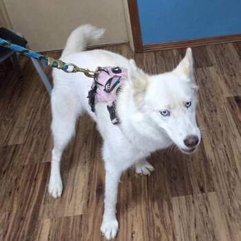 Roxy -  Husky Dog for Adoption in Dripping Springs, Texas - Roxy | PetCurious