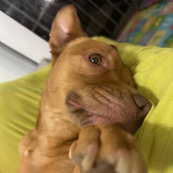 Mixed Breed Dogs Available for Adoption - Mia | PetCurious