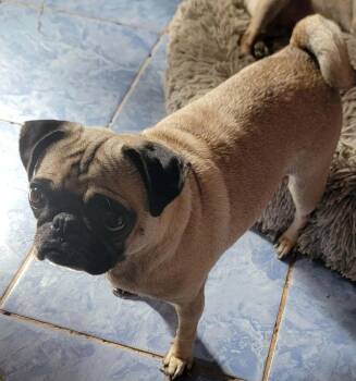Rescue Pug Dogs for Adoption in Puyallup, Washington - Milly | PetCurious