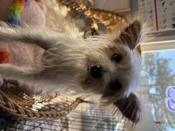 Rescue Silky Terrier and Yorkshire Terrier Dogs for Adoption in Oklahoma City, Oklahoma - Thumper Twinkletoes | PetCurious