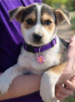 Terrier and Hound Dogs Available for Adoption in Westland, Michigan - Delphine | PetCurious