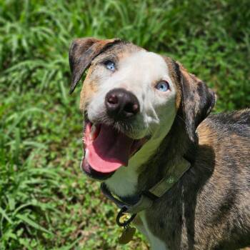 CT Missy -  Catahoula Leopard Dog and Mixed Breed Dog for Adoption in Eastford, Connecticut - CT Missy | PetCurious