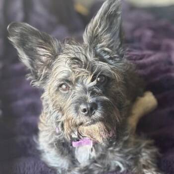 Stella -  Terrier and Scottish Terrier Dog for Adoption in Shakopee, Minnesota - Stella | PetCurious