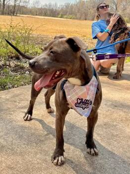 Travis -  American Staffordshire Terrier Dog for Adoption in Princeton, Massachusetts - Travis | PetCurious