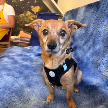 Baha Men 14539 -  Chihuahua Dog for Adoption in San Francisco, California - Baha Men 14539 | PetCurious