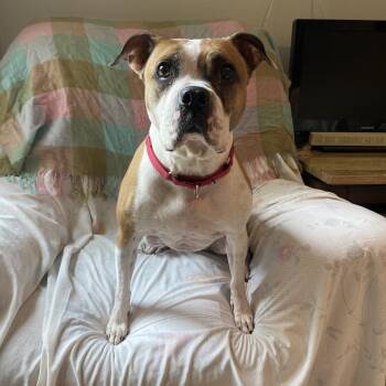 Gypsy -  Mixed Breed Dog for Adoption in Port Charlotte, Florida - Gypsy | PetCurious