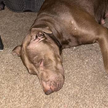 Pit Bull Terrier Dogs Available for Adoption in Philadelphia, Pennsylvania - Chocolate | PetCurious