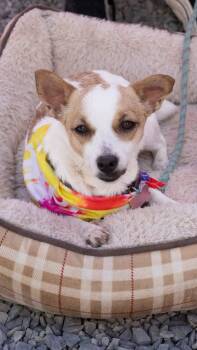 Lemon -  Chihuahua Dog for Adoption in Bothell, Washington - Lemon | PetCurious