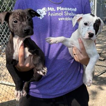 Mixed Breed Dogs Available for Adoption in East Hanover, New Jersey - Pinky | PetCurious