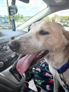 Lucky -  Rat Terrier and Labrador Retriever Dog for Adoption in Newnan, Georgia - Lucky | PetCurious