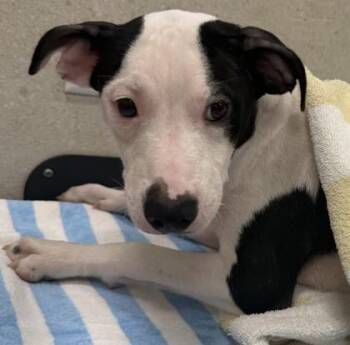 Maui -  Pit Bull Terrier and Cardigan Welsh Corgi Dog for Adoption in Honolulu, Hawaii - Maui | PetCurious