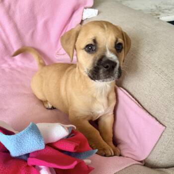 Pit Bull Terrier and Chihuahua Dogs Available for Adoption - Simea | PetCurious