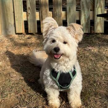 Arlo/Casper -  Maltese and Mixed Breed Dog for Adoption in Arlington, Virginia - Arlo/Casper | PetCurious