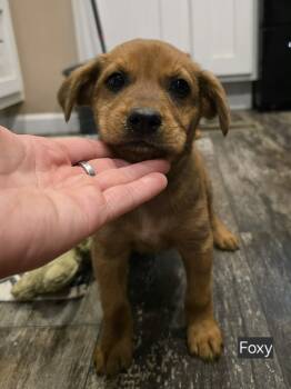 Rescue Labrador Retriever Dogs for Adoption in Glocester, Rhode Island - Foxy | PetCurious