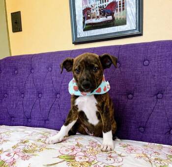 Breeze Lonestar -  Terrier Dog for Adoption in Rockaway, New Jersey - Breeze Lonestar | PetCurious