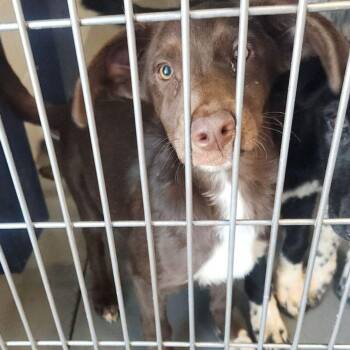 Ash -  Shepherd and Cattle Dog Dog for Adoption in Kingman, Arizona - Ash | PetCurious