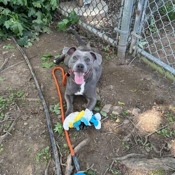 Rescue Mixed Breed Dogs for Adoption in Media, Pennsylvania - Leprechaun | PetCurious